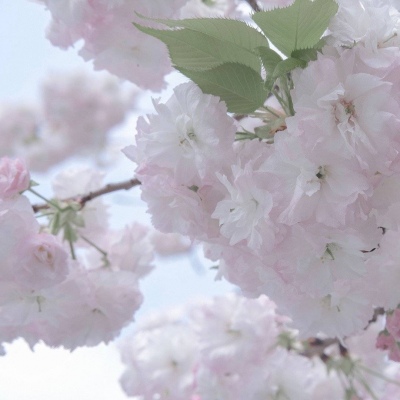 兽设四季场景绘制福瑞群